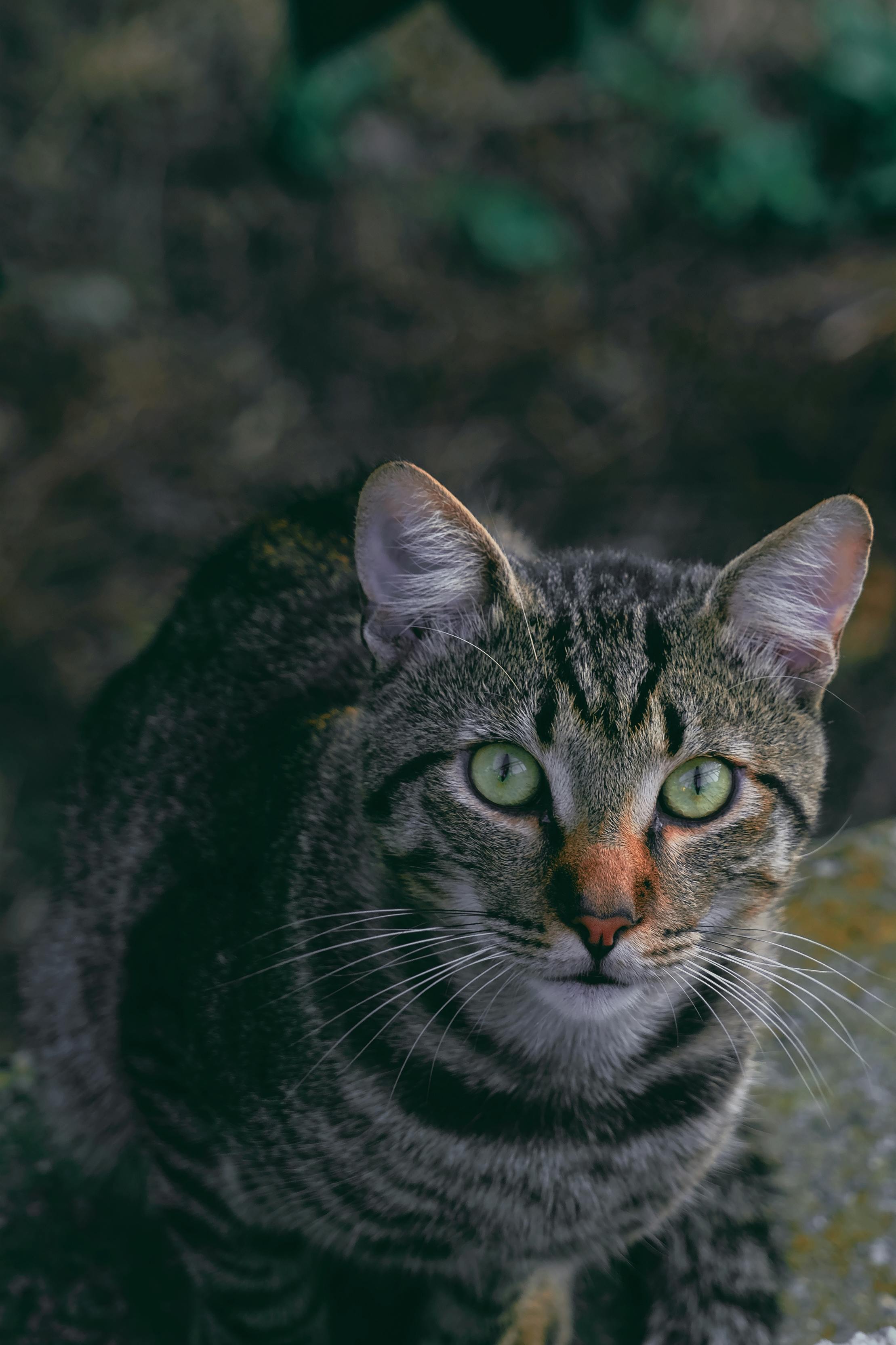 Close-up shot of a curious tabby cat with vivid green eyes, showcasing its natural beauty.