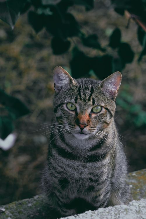 Free A serene tabby cat sits outdoors, gazing directly into the camera. Stock Photo