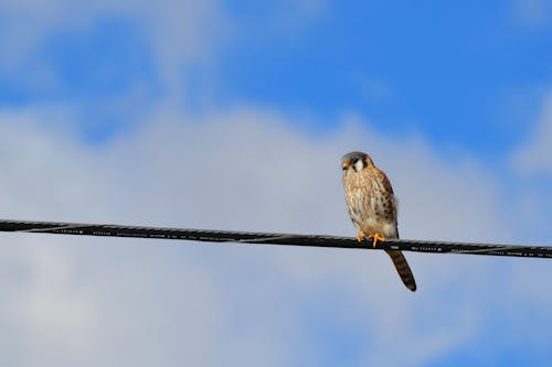 Foto d'estoc gratuïta de a l'aire lliure, ales, animal