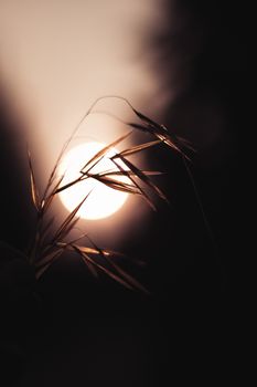 Silhouette of delicate leaves with warm sunset backdrop, creating a serene and artistic impression.