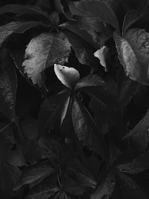 Free Grayscale Photograph of Plant Leaves Stock Photo