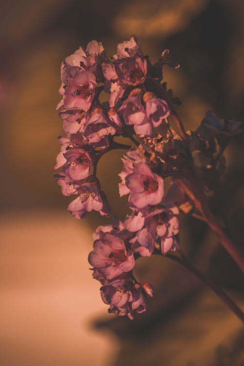 Free Pink Flowers in Close-Up Photography Stock Photo