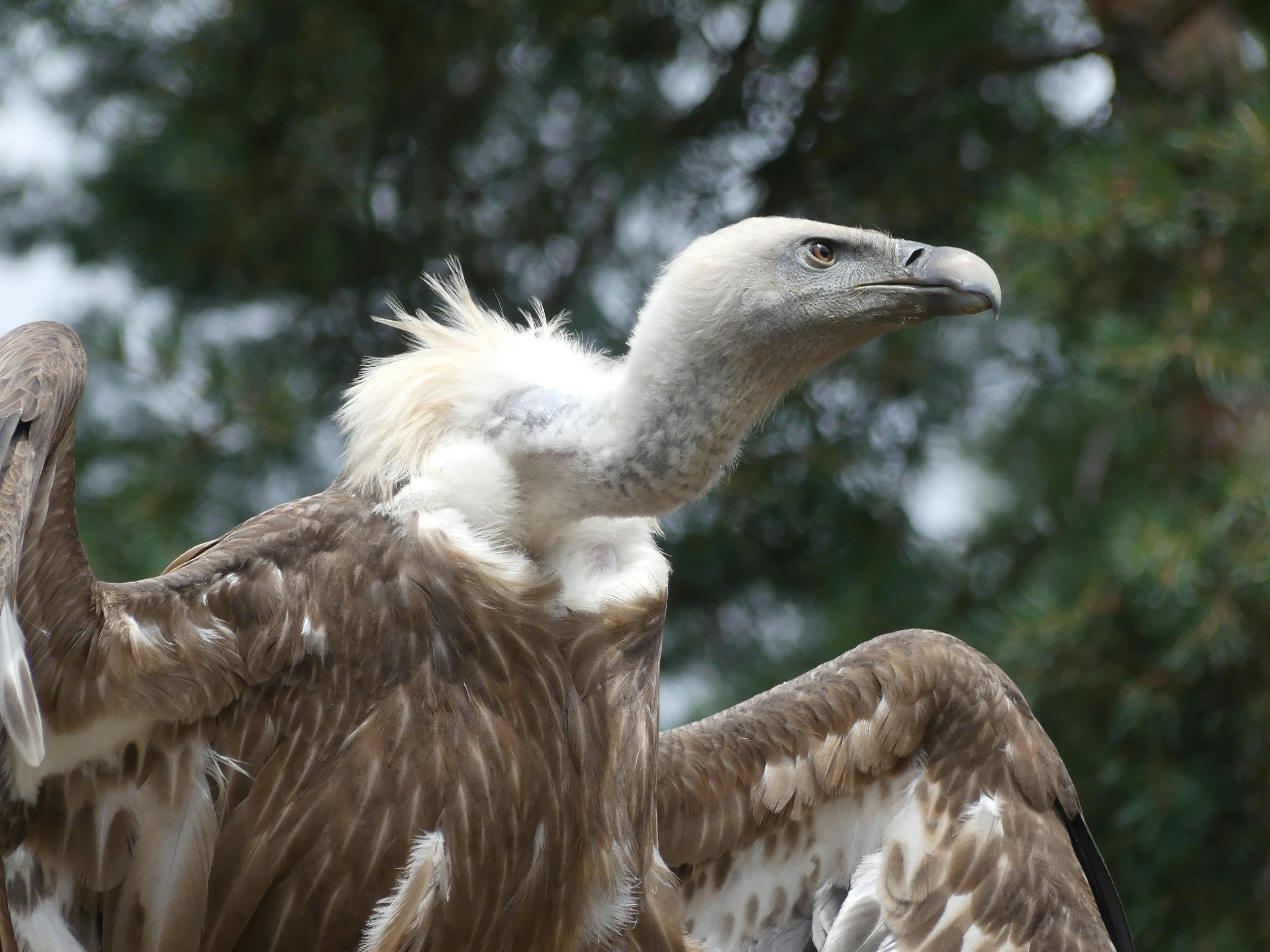 Selective Focus Photo of a Griffon Vulture