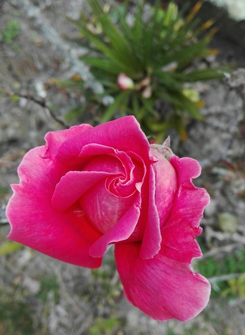 Ingyenes stockfotó rózsák, szépség, szín témában