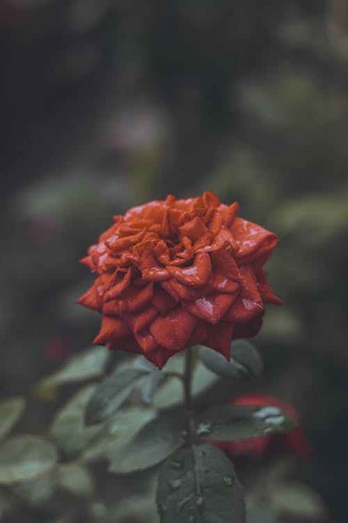Free Selective Focus Photograph of a Red Rose in Bloom Stock Photo
