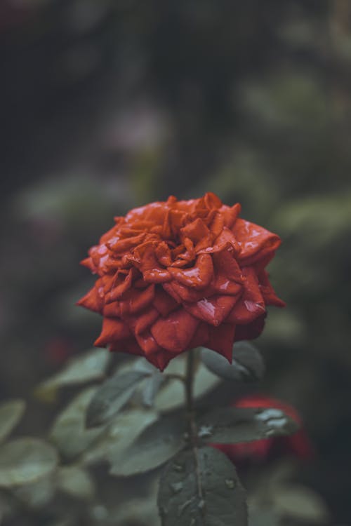 Selective Focus Photograph of a Red Rose in Bloom