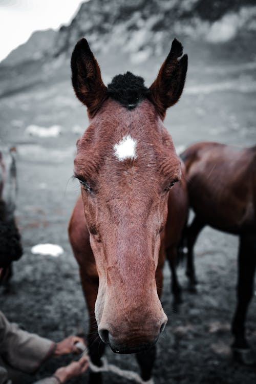 Základová fotografie zdarma na téma detail, fotografování zvířat, hnědá