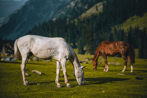 Free Two horses peacefully grazing in a vibrant green meadow with mountain backdrop. Stock Photo