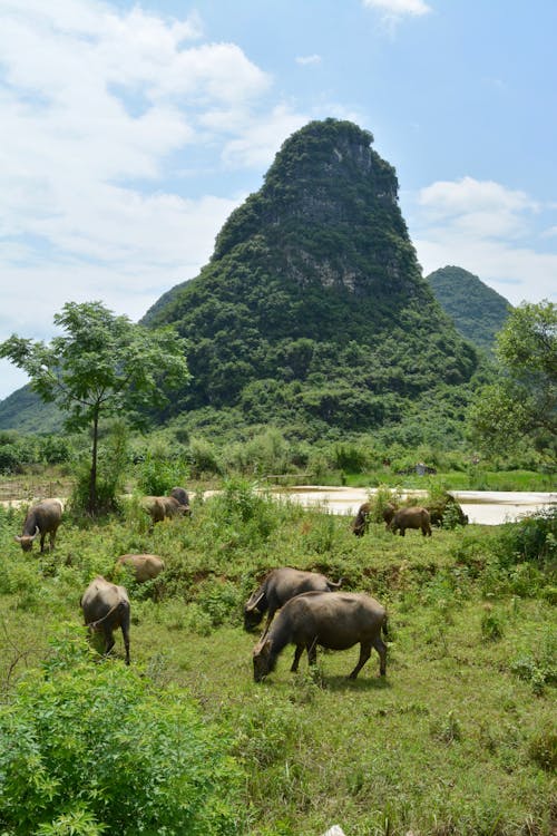 Carabaos on Green Grass