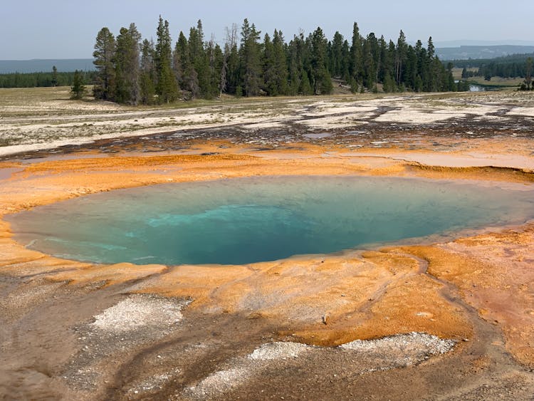 Geyser And Trees