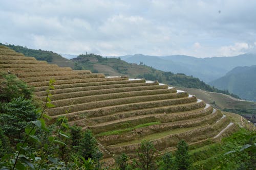 Kostnadsfri bild av Kina, lantbruk, ris