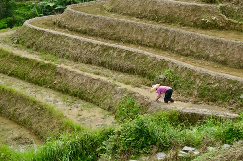Free A farmer tending rice terraces in lush countryside with layered paddies. Stock Photo