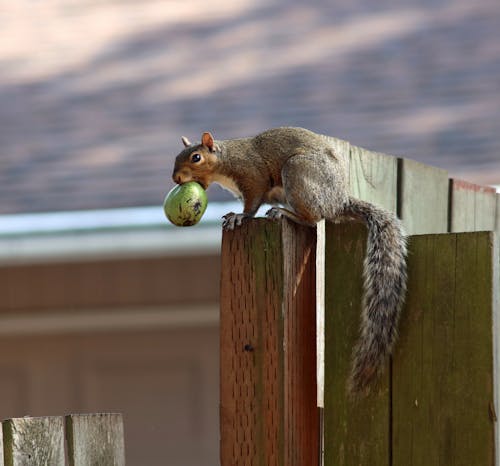 Photo of a Squirrel on a Wooden Surface