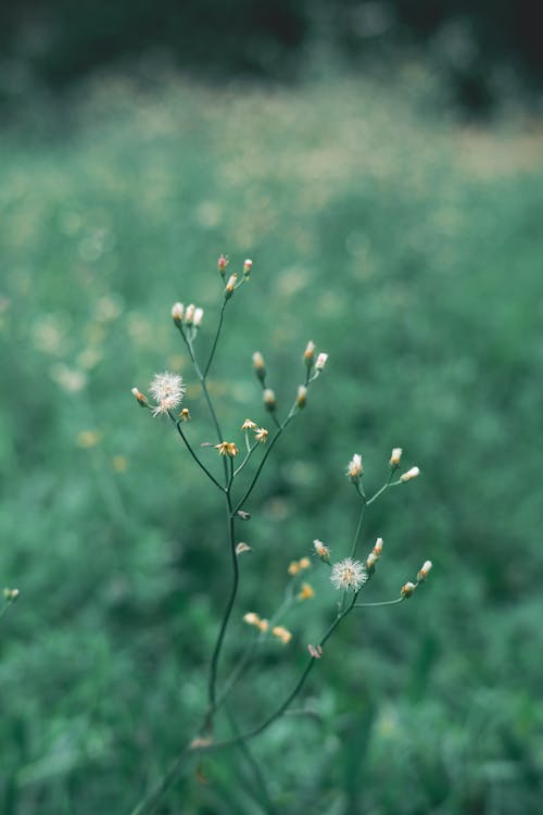 Close Up Photo of a Stem with Small Flowers