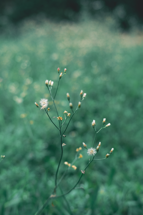 Free Close-up of delicate Cyanthillium plant with small flowers and soft bokeh background. Stock Photo