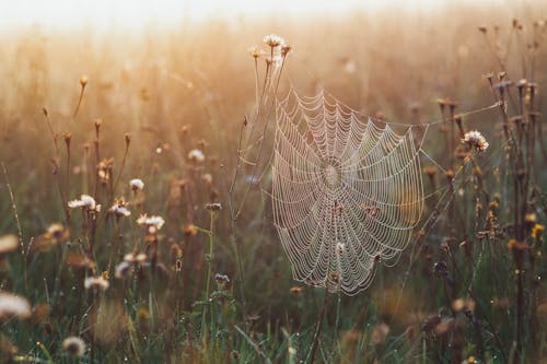 Základová fotografie zdarma na téma detail, květiny, pavoučí síť