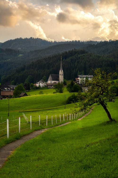 Green Trees on the Grass Field