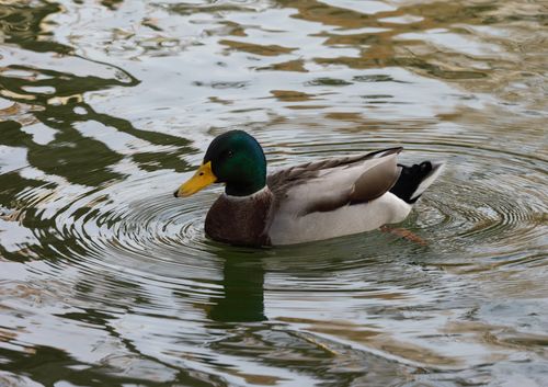 Free Mallard duck swimming in a pond in Rome, Italy, showcasing vibrant plumage. Stock Photo