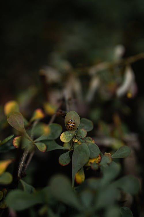 Lady Bug on Green Plant in Tilt Shift Lens