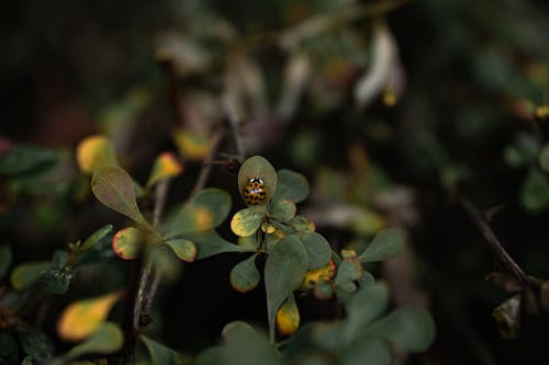 Free Selective Focus Photo of a Black and Orange Ladybug on a Green Leaf Stock Photo