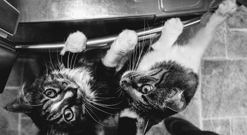 Фотография полосатых кошек в оттенках серого