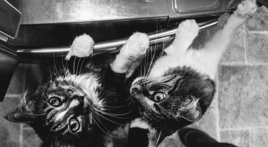においのついたタオルで猫同士を慣らす様子
