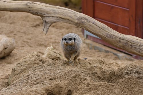 Photo of a Meerkat on Brown Sand