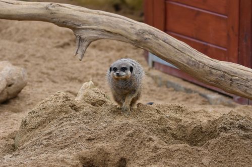 Free A solitary meerkat stands alert on sandy ground near a wooden structure. Stock Photo