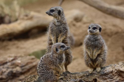 Free Three curious meerkats standing on a log in the wild, showcasing their alert nature. Stock Photo