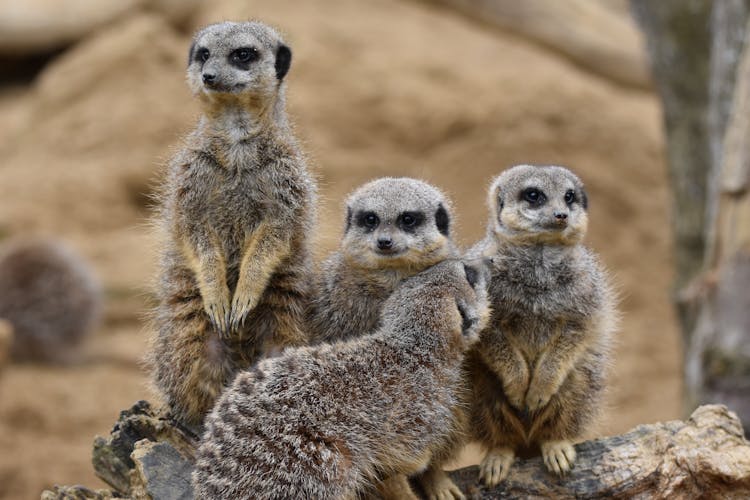 A Mob Of Meerkats