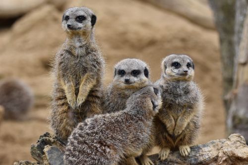 Free A group of meerkats (Suricata suricatta) exhibiting natural behavior in the wild. Stock Photo
