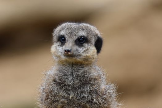 Brown and Black Animal in Close Up Photography