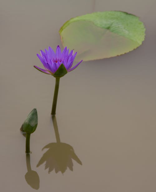 Free stock photo of flora, flower, green Stock Photo