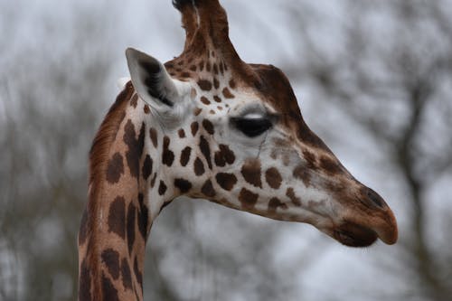 Close-Up Shot of a Giraffe's Head 