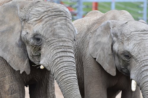 , fil, Afrikalı, arka plan bulanık içeren Ücretsiz stok fotoğraf