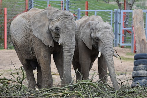 Kostnadsfria Kostnadsfri bild av afrikansk elefant, betar, djurpark Stock foto