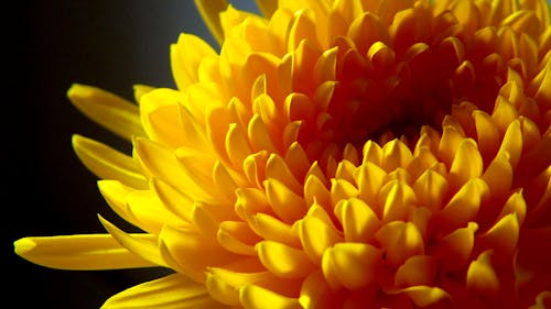 gratis Gele Chrysanthemum Close Up Foto Stockfoto