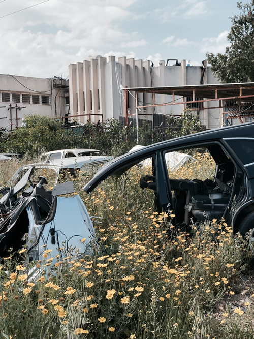 Free Overgrown vegetation surrounds abandoned cars in an urban junkyard. Stock Photo