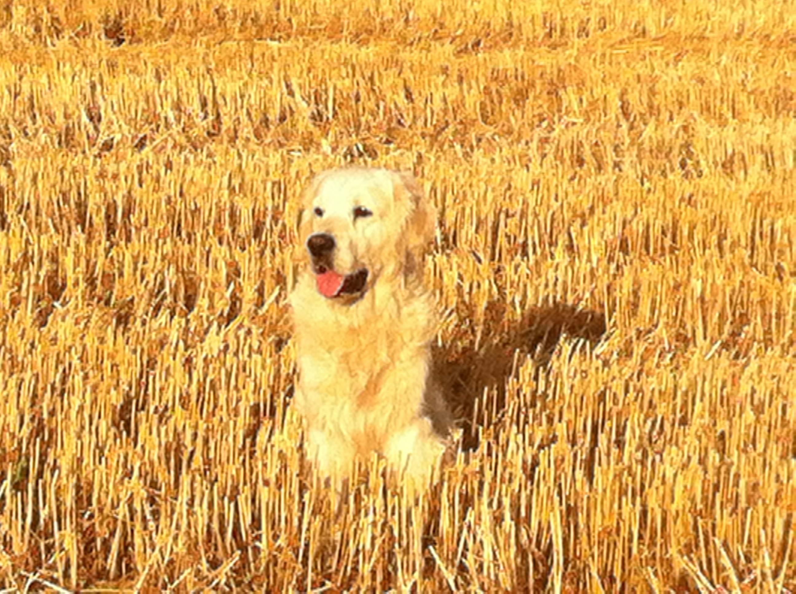 Free stock photo of dog, open field, wheat field