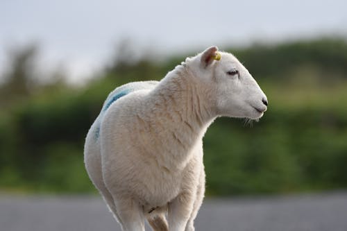 Free Close Up Shot of Sheep Stock Photo