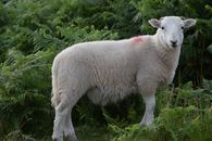 White Sheep on Green Grass