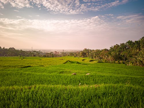 Green Grass Field Under the Blue Sky