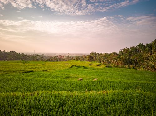 Free Vibrant green rice fields stretch under a serene cloudy sky, capturing the essence of nature's beauty. Stock Photo
