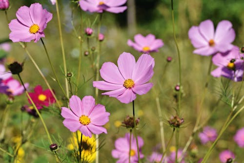 Purple Cosmos Flowers in Bloom