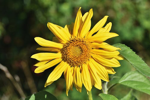 Free  Close Up Photography of Sun Flower Stock Photo