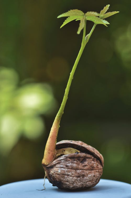 Close-up of a Walnut Seedling