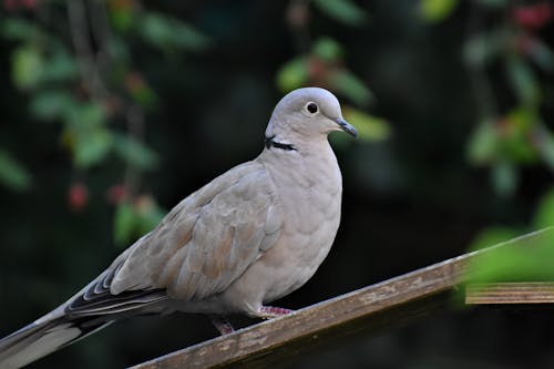 Free stock photo of bird, dove, wildlife