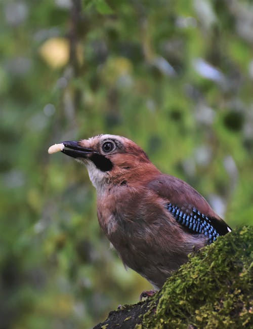 A Eurasian Jay Bird