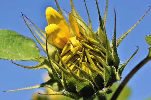 Free stock photo of bud, flower bud, sunflower