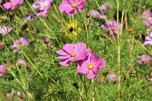 Free stock photo of blooming flowers, blossoms, flower meadow